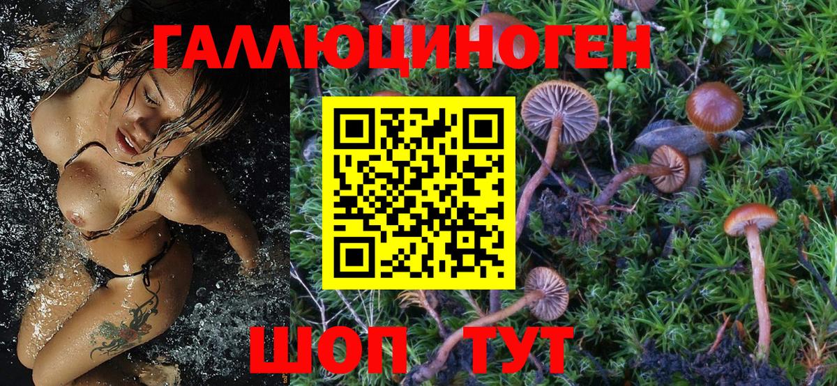 Псилоцибиновые грибы GOLDEN TEACHER  Вход с VPN  Хабаровск  Псилоцибиновые грибы GOLDEN TEACHER 
